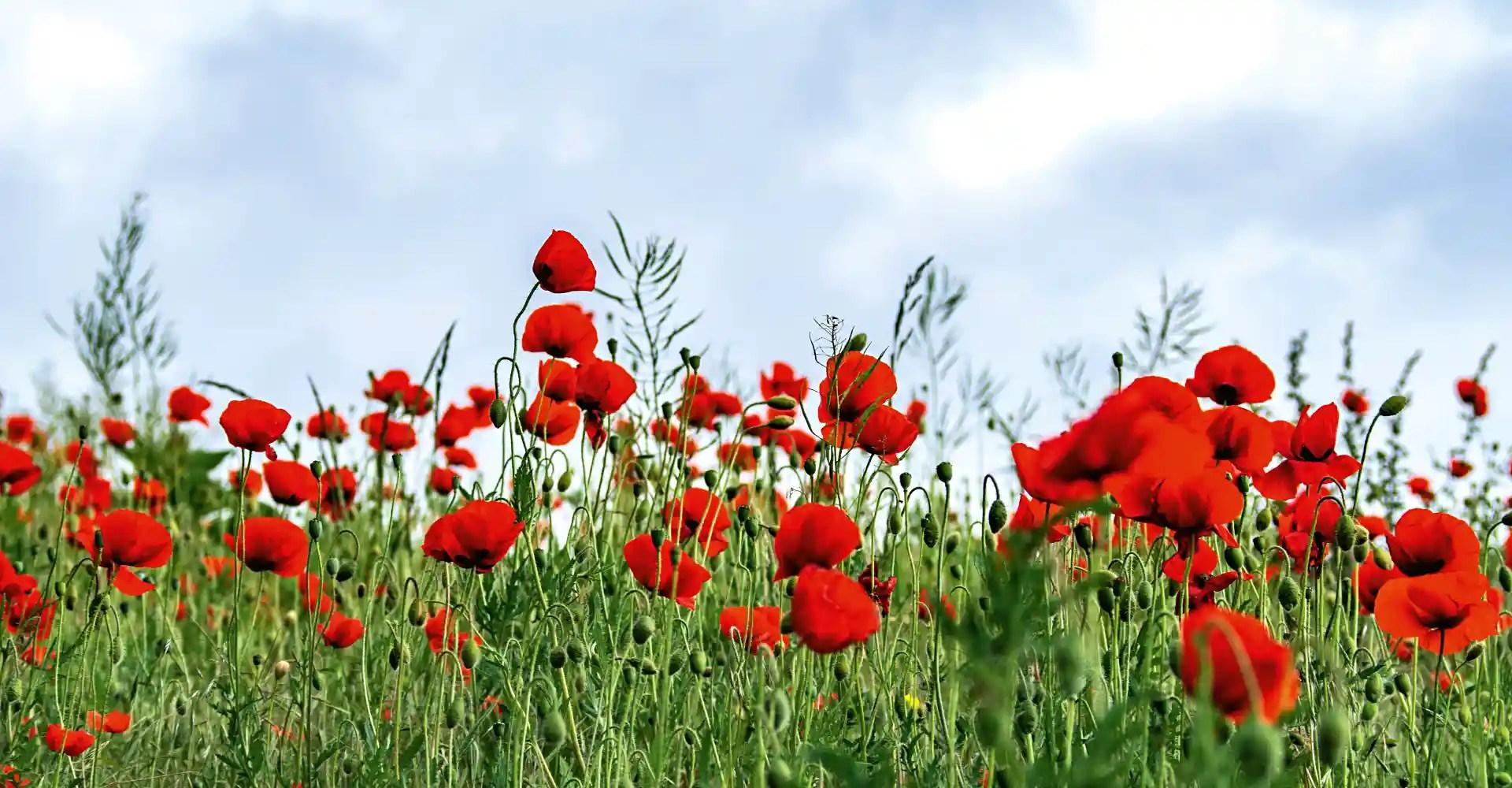 Honouring the importance of Remembrance Day