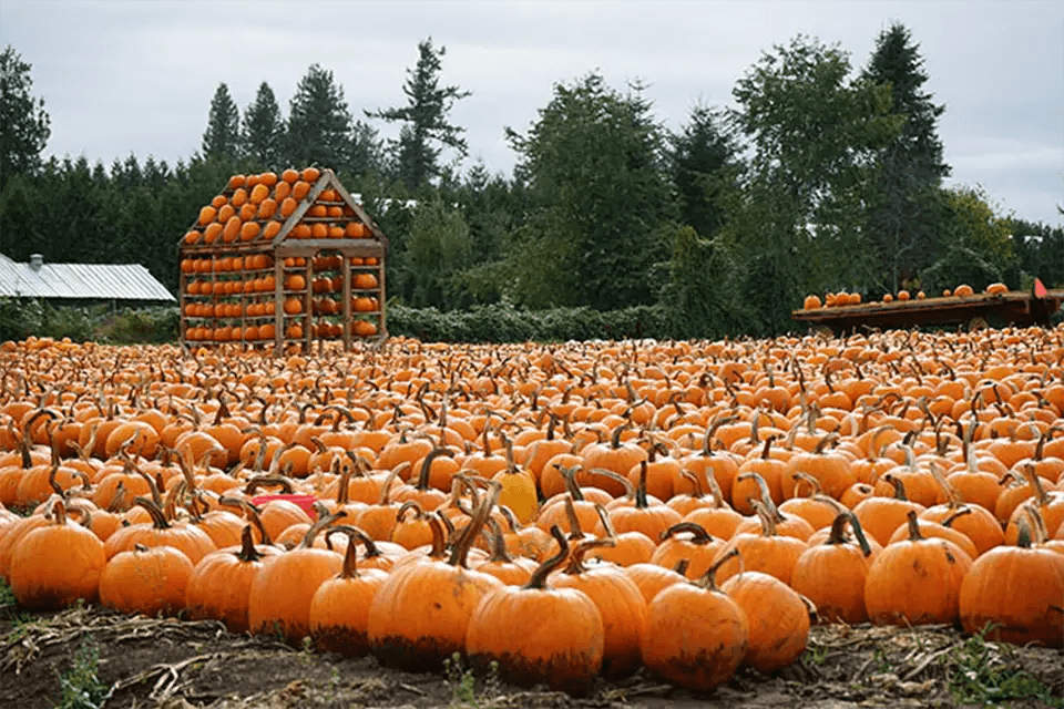 pumpkin-patch