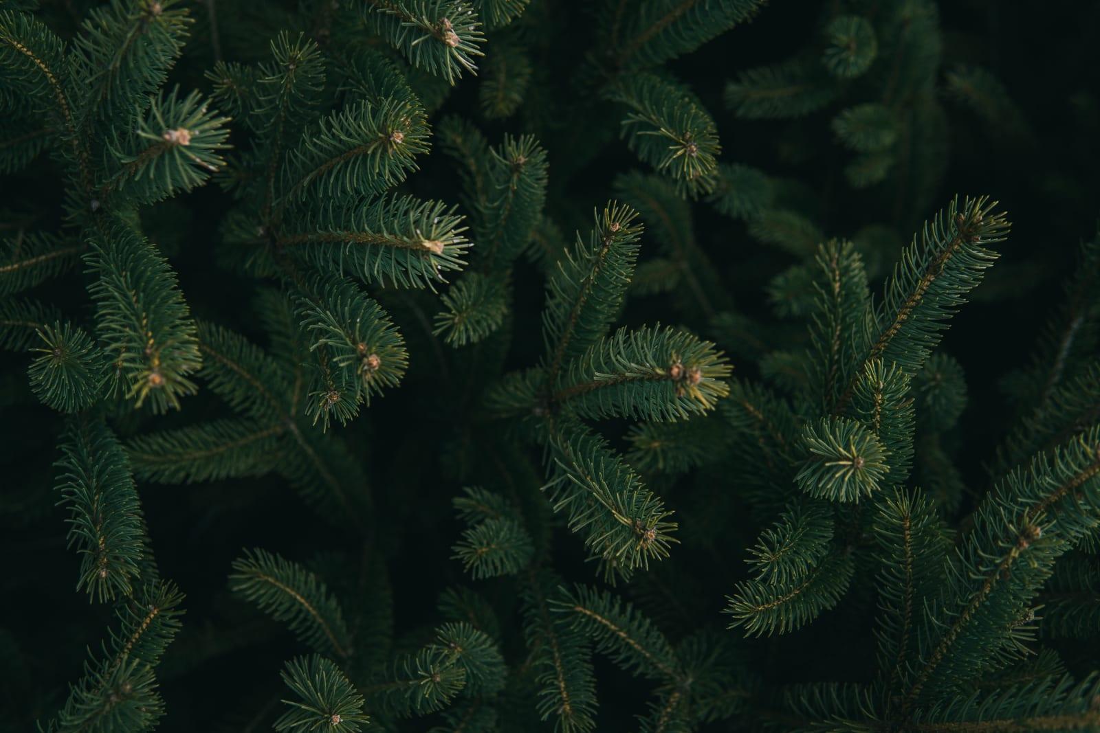 BC entrepreneur uses fir needles to create food