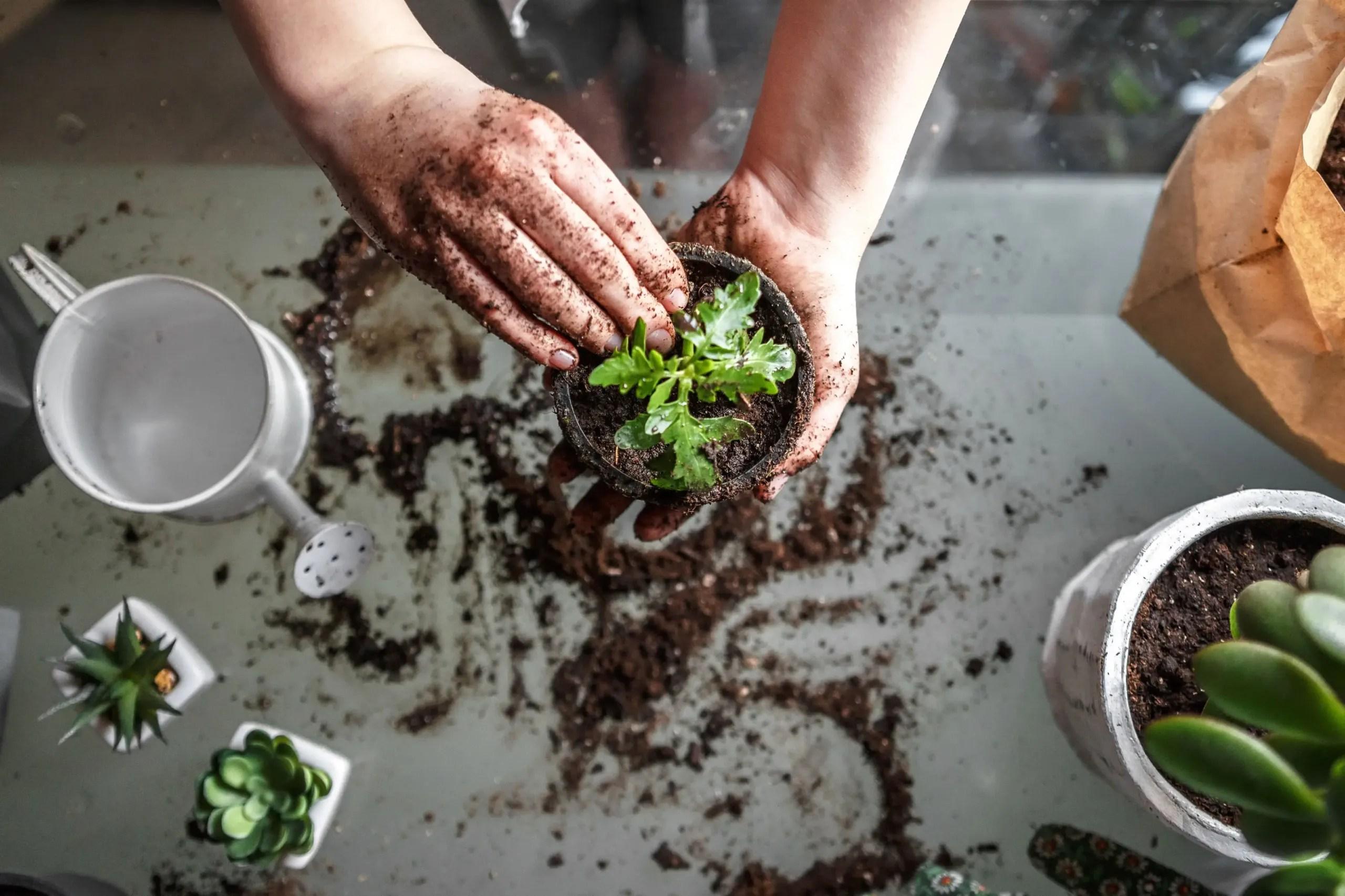 Nurturing nature: The therapeutic benefits of gardening